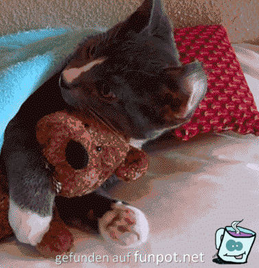 Mein Teddy Mein Teddy