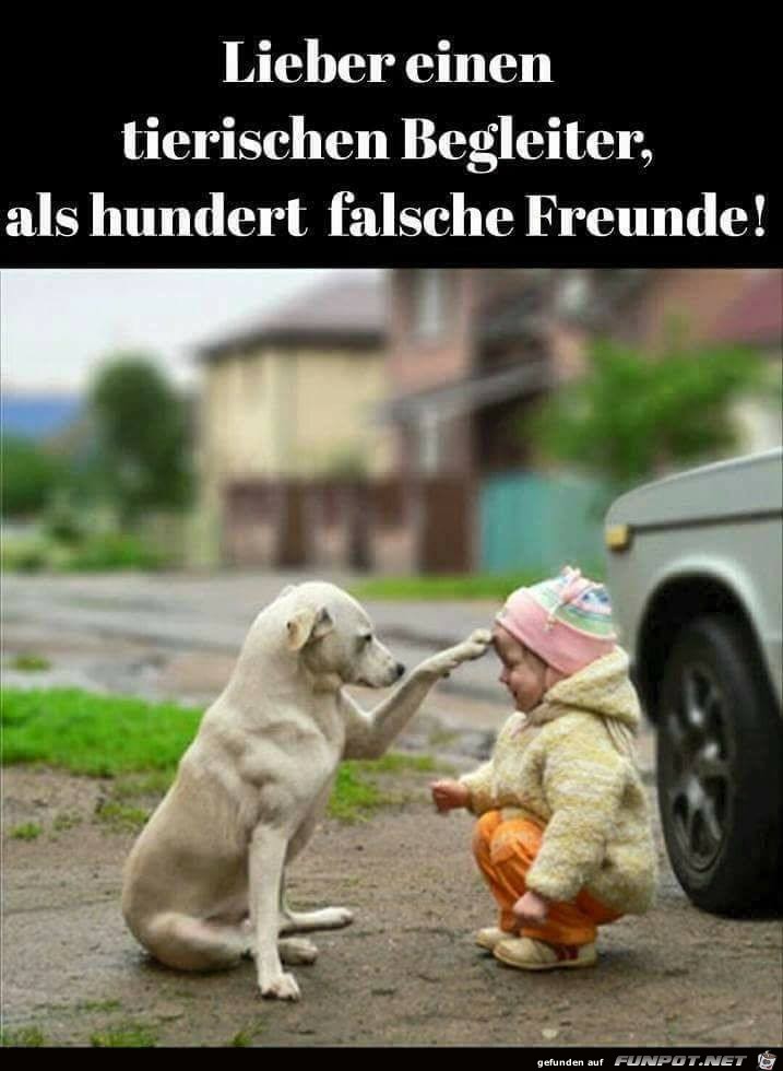 Tierischen Begleiter Tierischen Begleiter