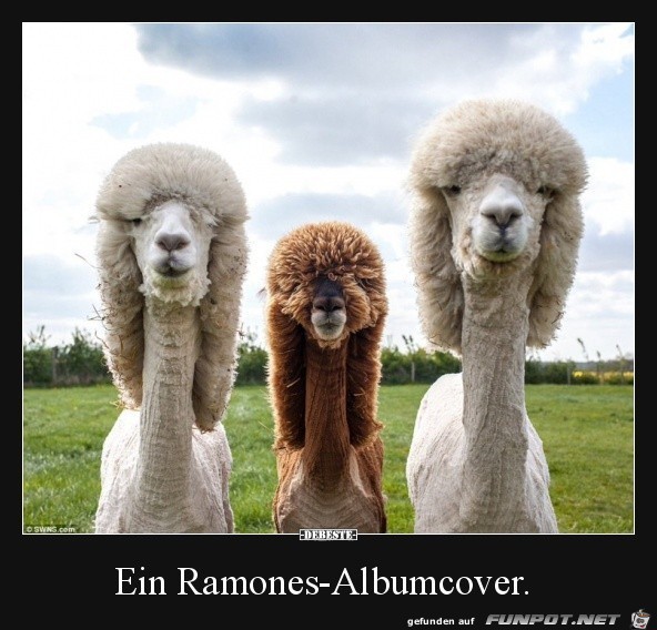 Schicke Frisuren Schicke Frisuren