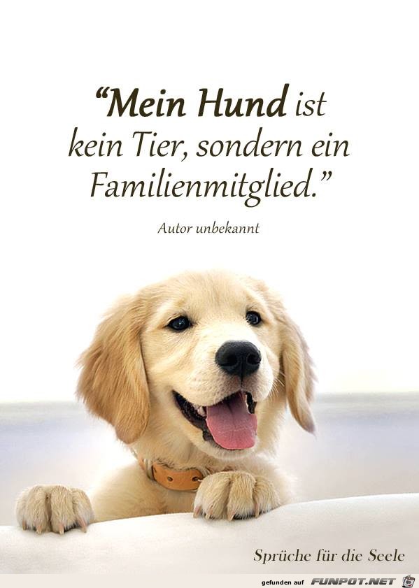 Mein Hund