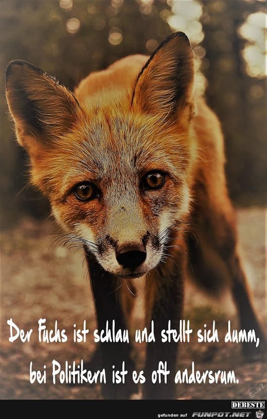 der Fuchs ist schlau und stellt sich dumm.......