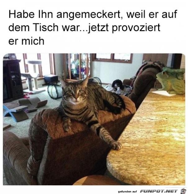 Guck, ich bin immer noch auf dem Tisch