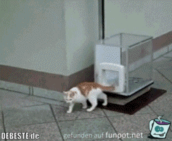 Katzenaufzug Katzenaufzug