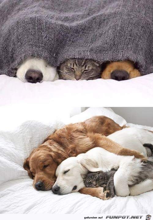 Tierliebe Tierliebe