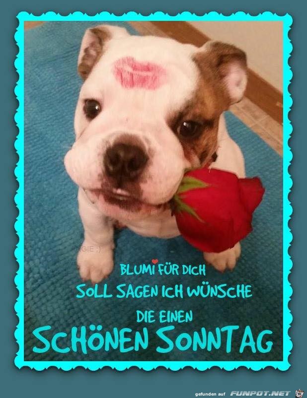 Sonntag Sonntag