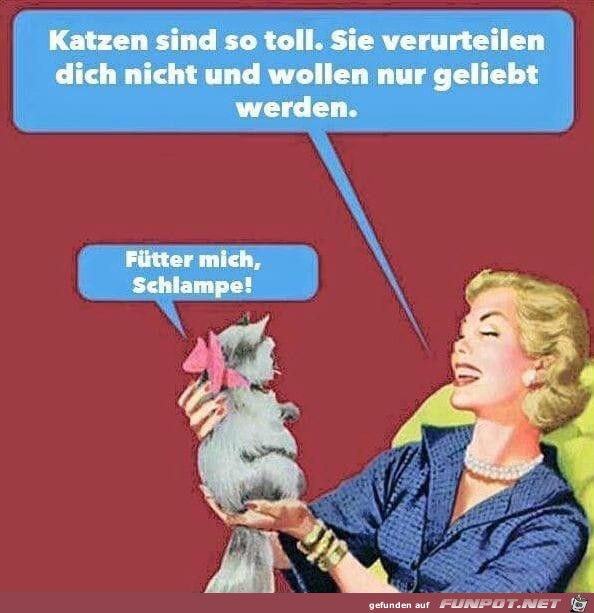 Katzen Katzen