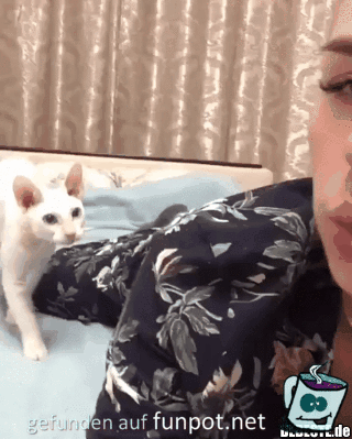 Sehr liebevolle Katze Sehr liebevolle Katze