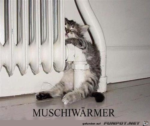 Muschiwärmer Muschiwärmer
