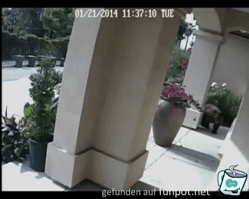 Neugierig Neugierig