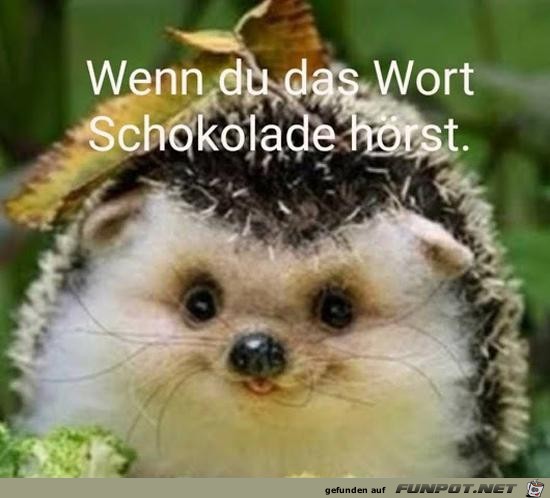 Schoki her Schoki her