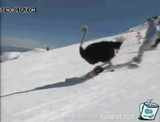 Er will auch Skifahren Er will auch Skifahren