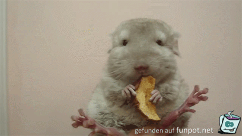 Yammi Yammi
