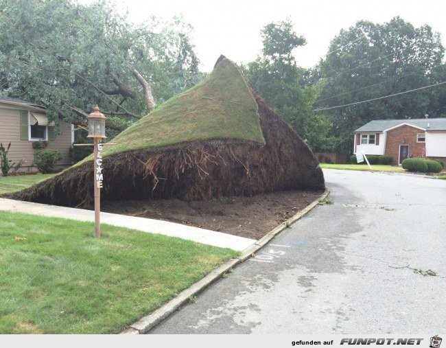 Baum faellt um Baum faellt um