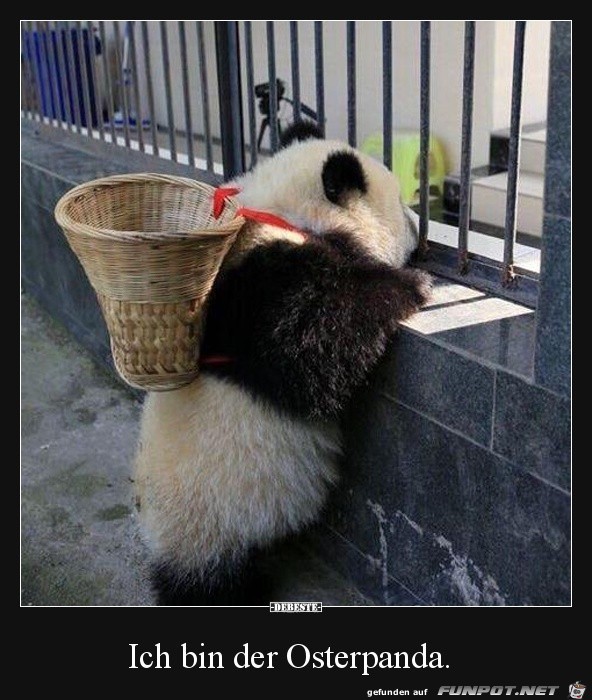 Niedlicher Panda