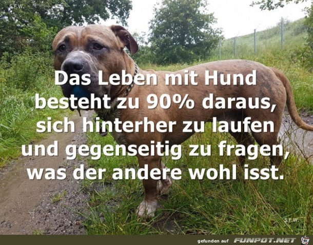 Das Leben mit Hund