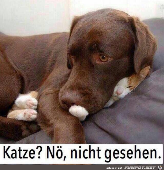 Katze nicht gesehen