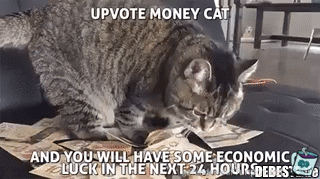 Geld-Katze