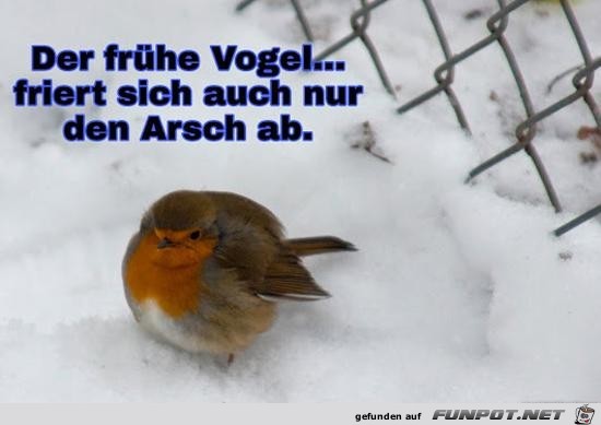 Der frhe Vogel