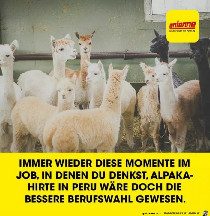 Immer wieder Immer wieder