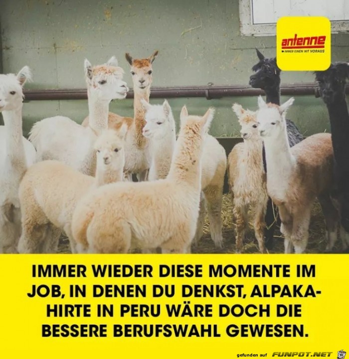 Immer wieder