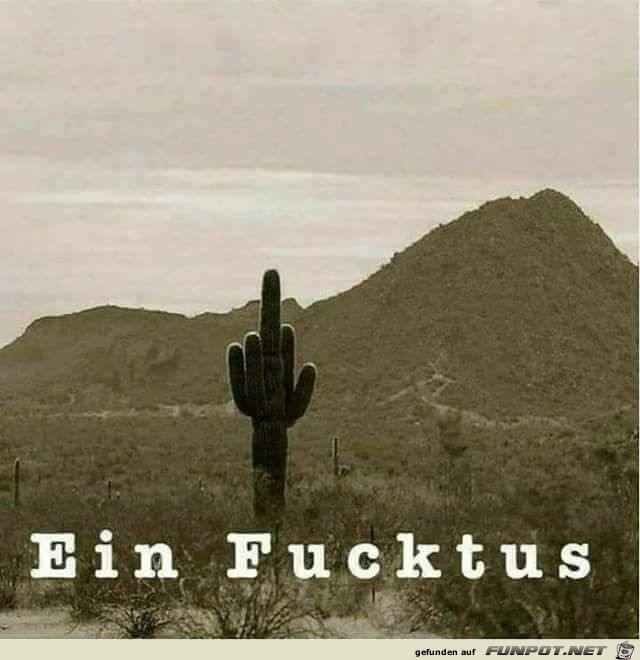 Besonderer Kaktus Besonderer Kaktus