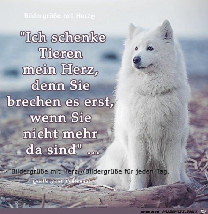 Schenke Tieren Schenke Tieren