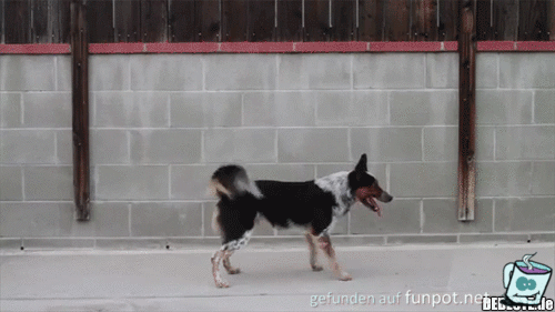 Sportlicher Hund Sportlicher Hund