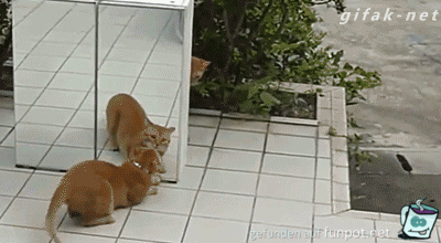 Katzen Katzen