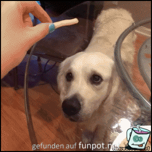 Hund veräppelt Hund veräppelt