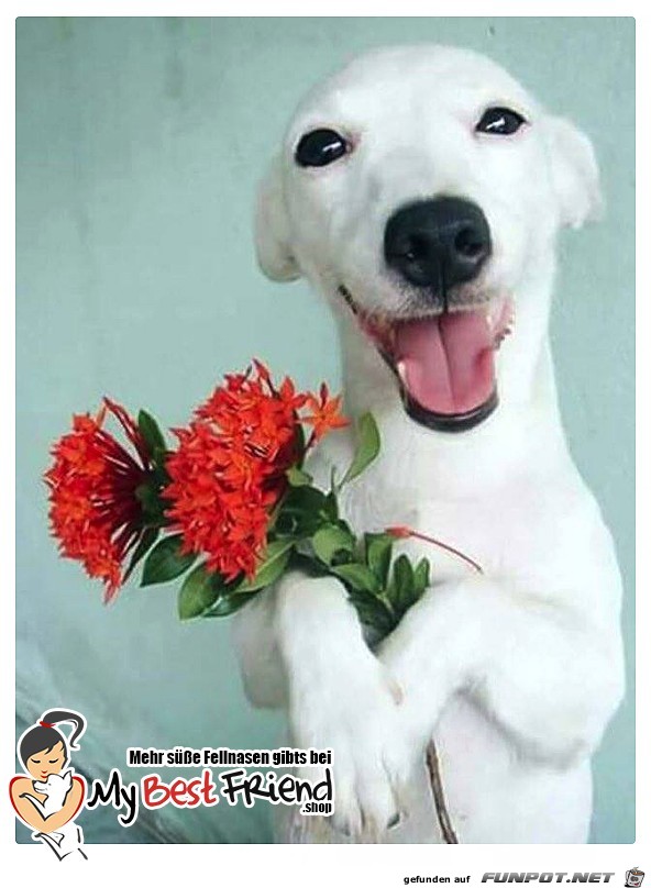 Blumen fuer Dich Blumen fuer Dich