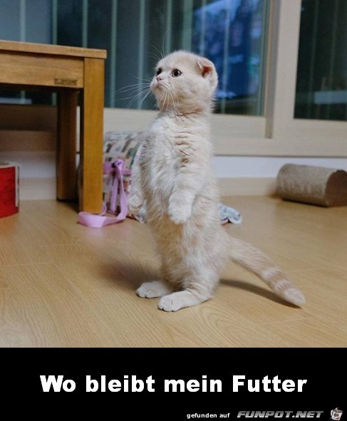 Wo bleibt mein Futter