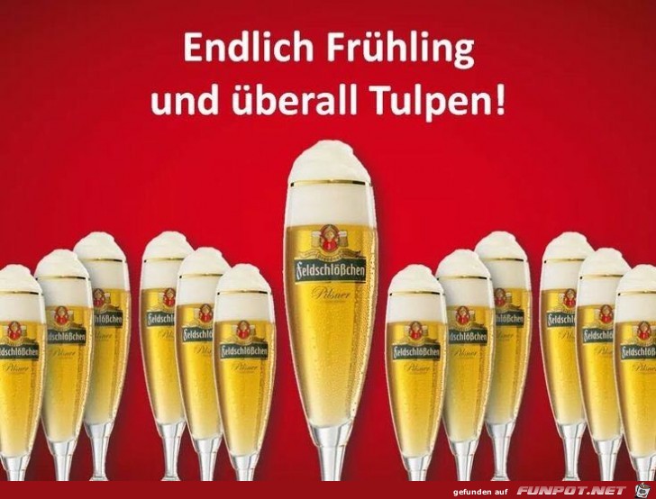 Überall Tulpen Überall Tulpen