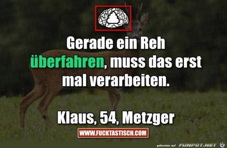 Reh überfahren Reh überfahren