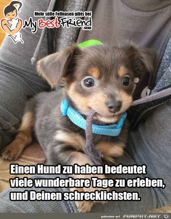 Einen Hund zu haben