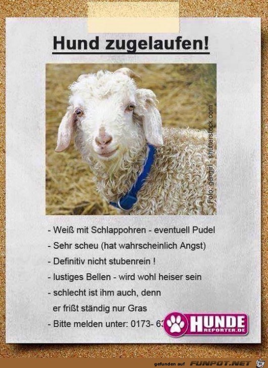 Hund zugelaufen... Hund zugelaufen...