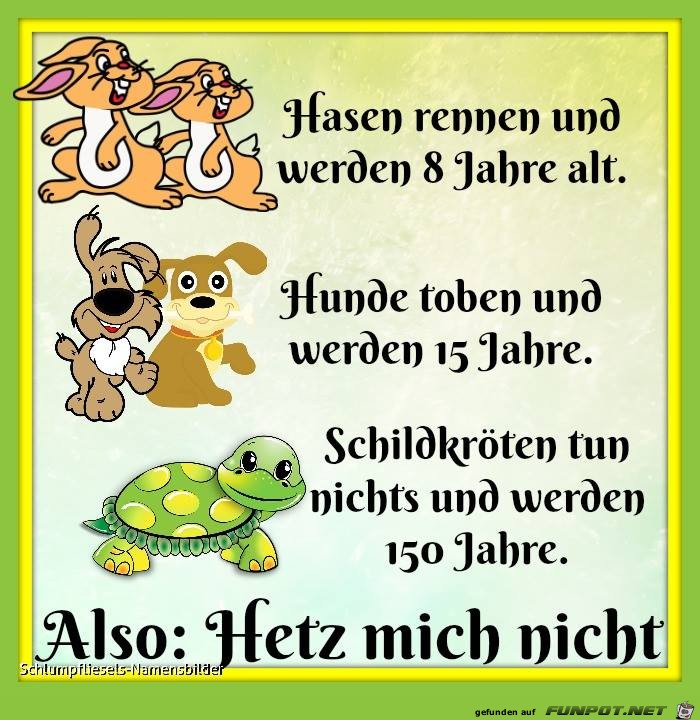 Hasen rennen Hasen rennen