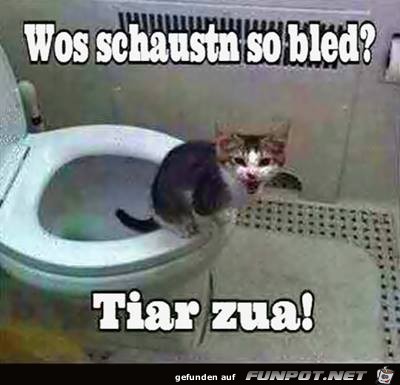 Wos schausten so bloed Wos schausten so bloed