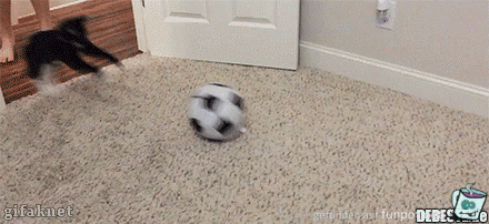 Katzen Fussball