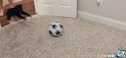 Katzen Fussball Katzen Fussball