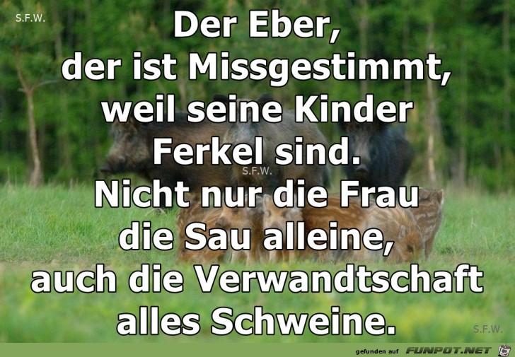 der Eber der Eber