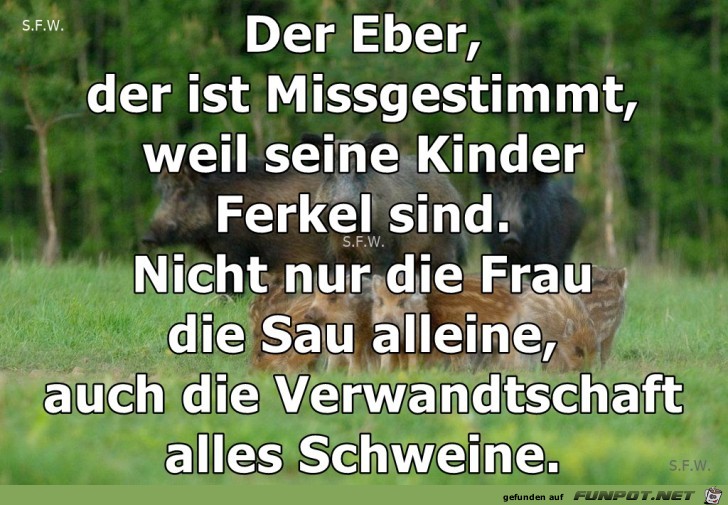 der Eber