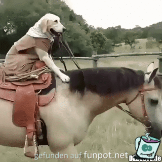 Lustiger Reiter Lustiger Reiter