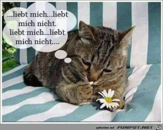 liebt mich, liebt mich niicht,,......