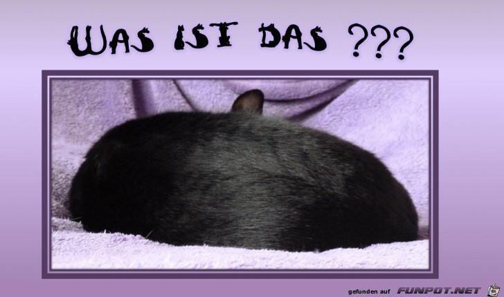 Was ist das? Was ist das?