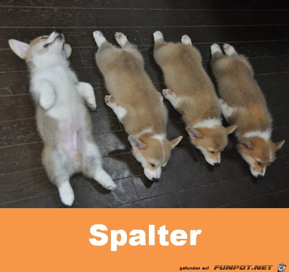 Spalter