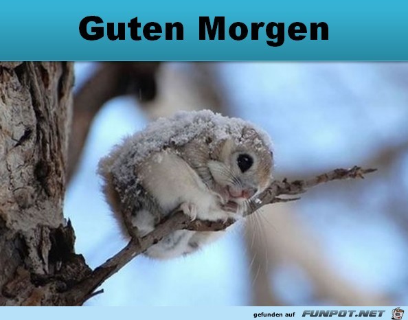 Guten Morgen Guten Morgen