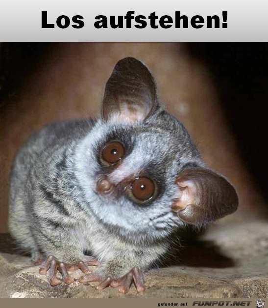 Los aufstehen