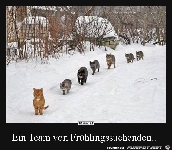 Frühlings-Sucher Frühlings-Sucher