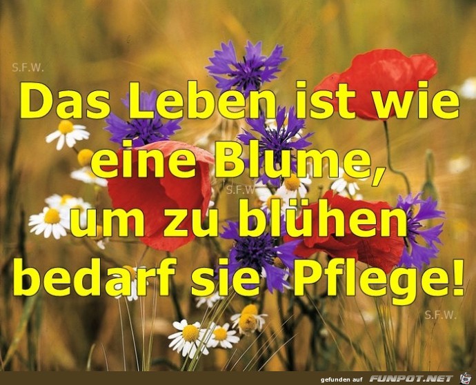 Das Leben ist