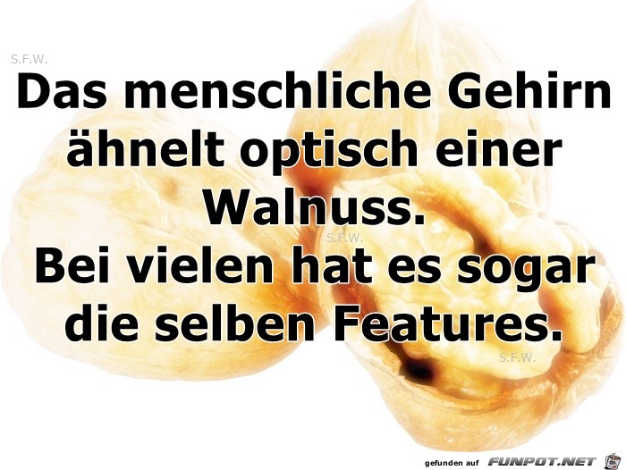 Das menschliche Gehirn Das menschliche Gehirn